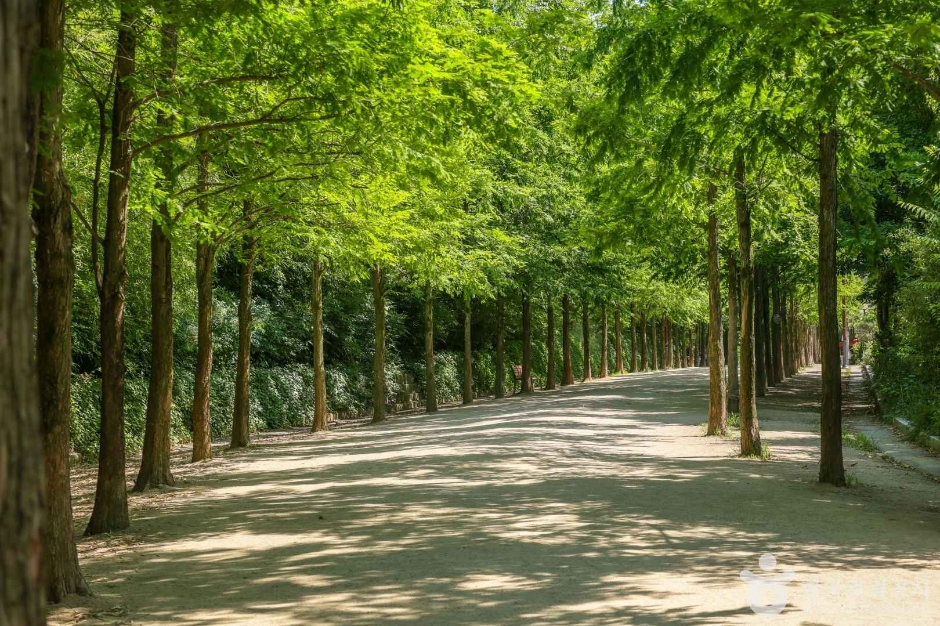 고산골 메타쉐콰이어길 (3)