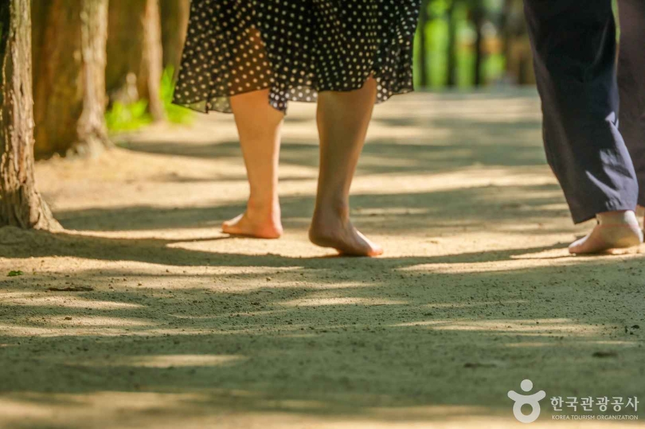 고산골 메타쉐콰이어길 (6)