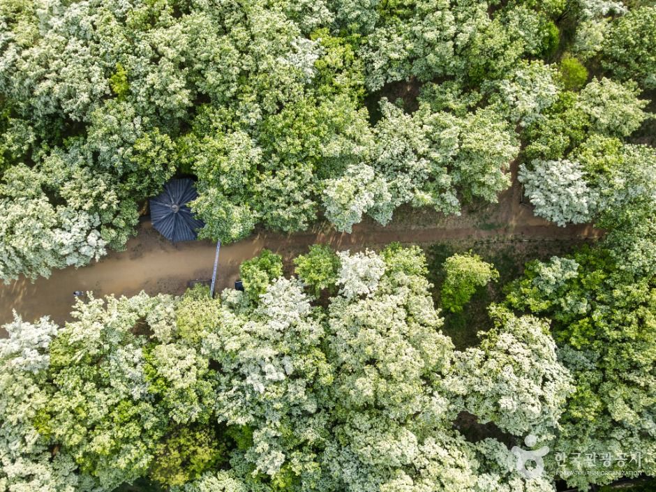 달성_교항리 이팝나무 군락지 (1)