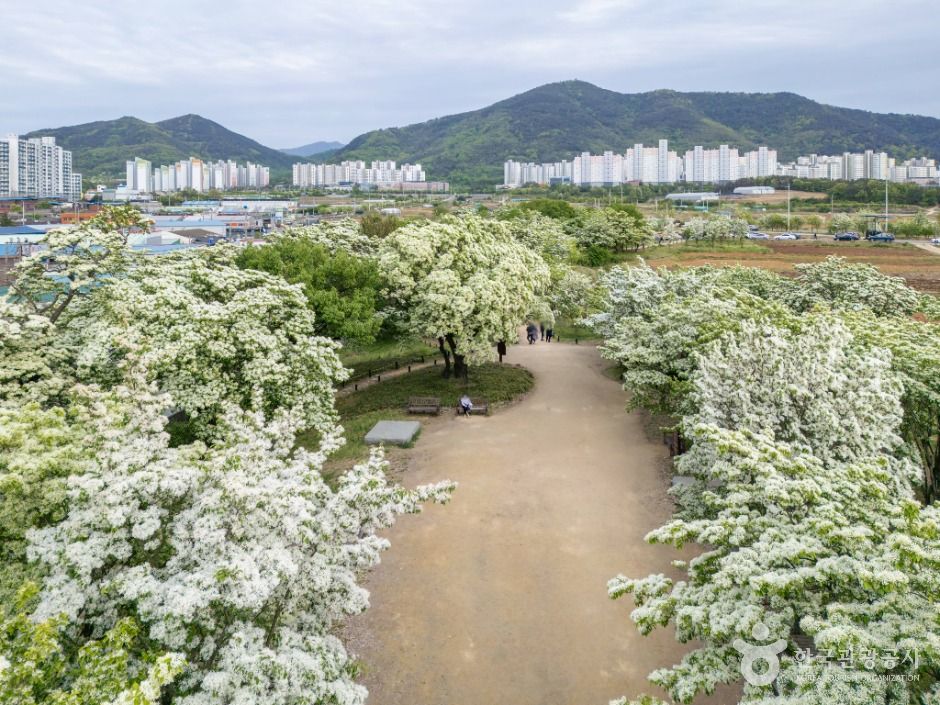 달성_교항리 이팝나무 군락지 (3)