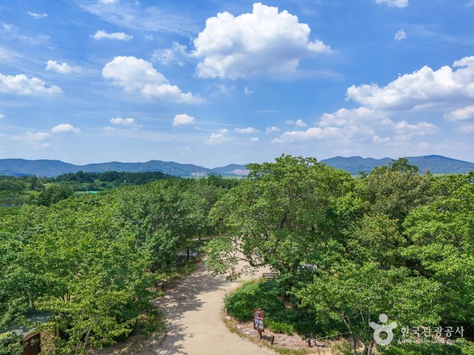 달성_교항리 이팝나무 군락지 (5)