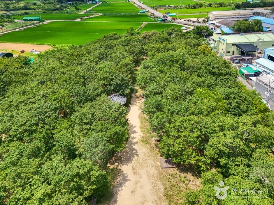 달성_교항리 이팝나무 군락지 (6)