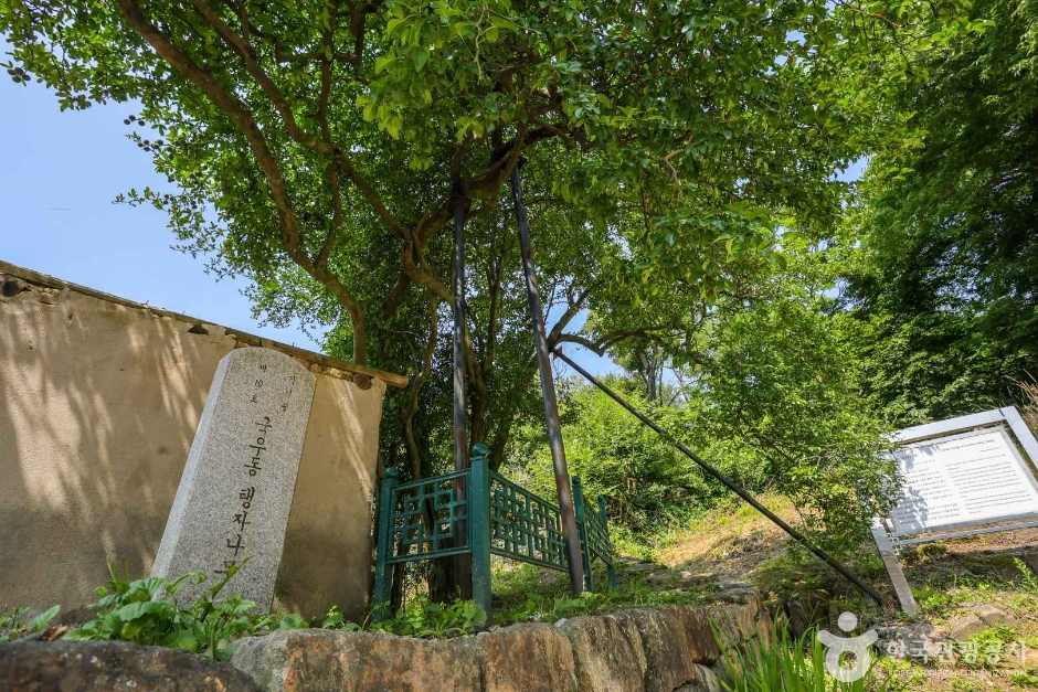 국우동 탱자나무 (2)