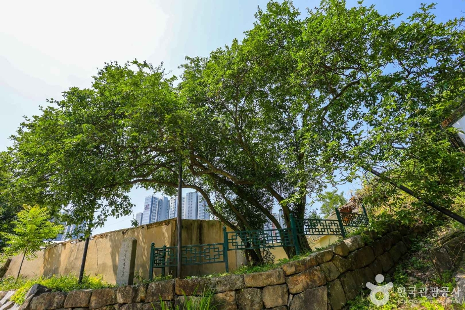 국우동 탱자나무 (3)