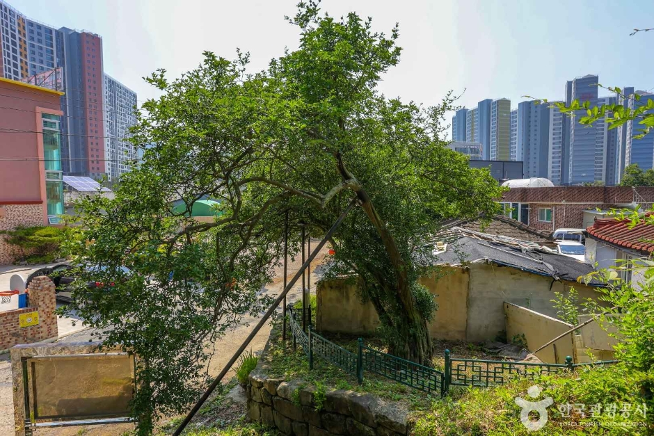 국우동 탱자나무 (4)