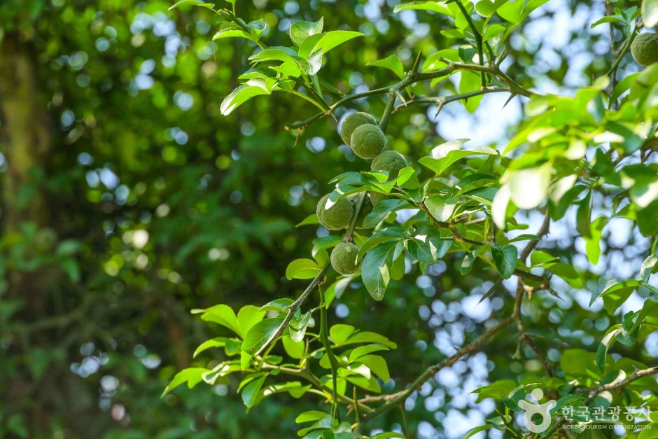 국우동 탱자나무 (5)