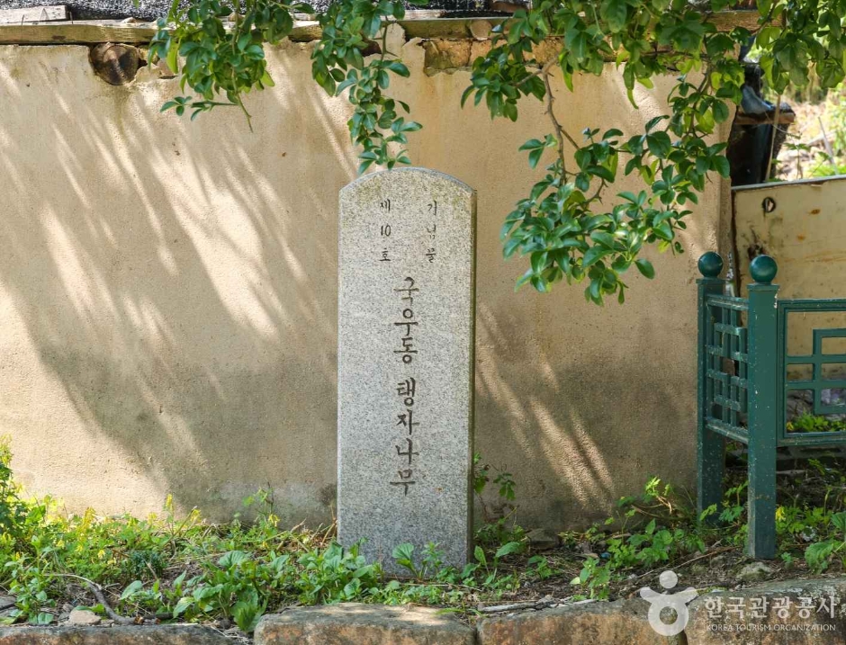 국우동 탱자나무 (6)