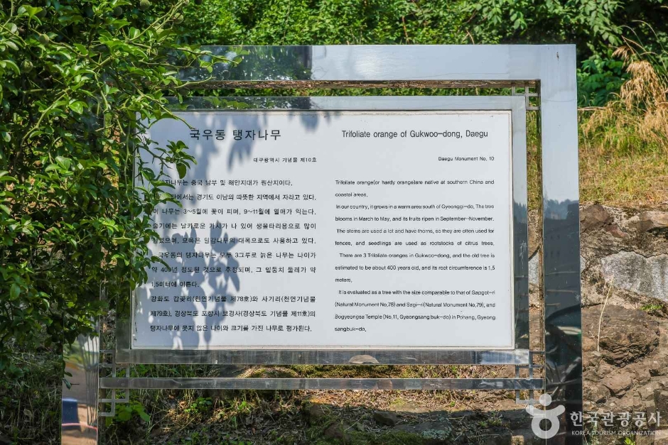 국우동 탱자나무 (7)