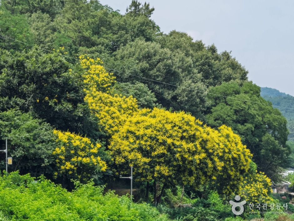 내곡 모감주나무군락