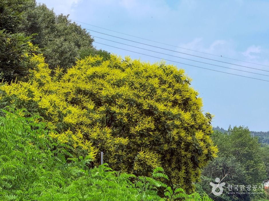 대구_내곡 모감주나무군락 (2)