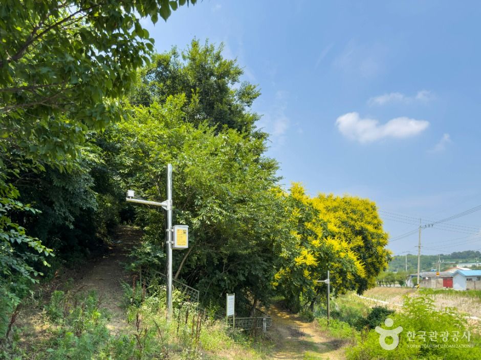 대구_내곡 모감주나무군락 (3)