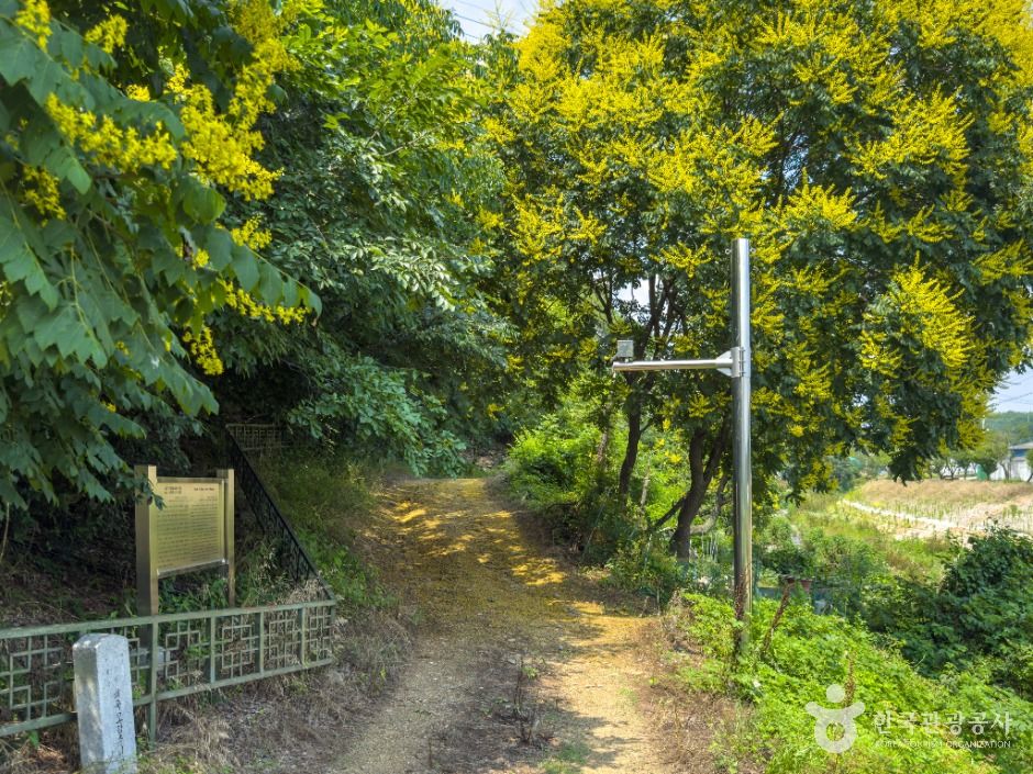 대구_내곡 모감주나무군락 (4)