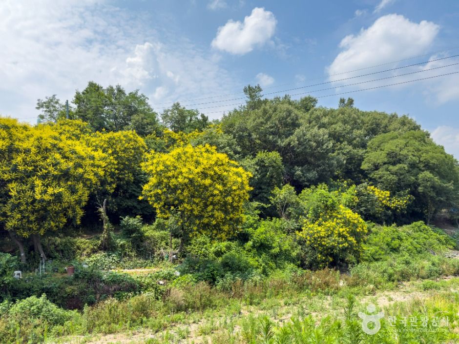 대구_내곡 모감주나무군락 (5)