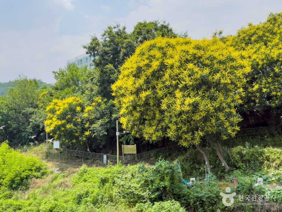 대구_내곡 모감주나무군락 (6)