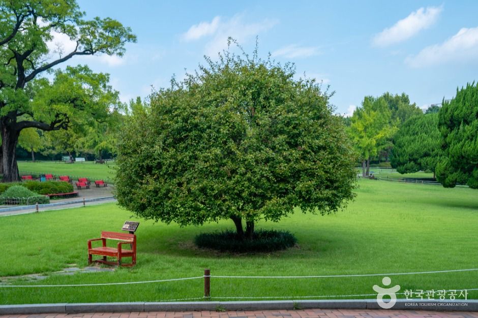 대구_대구 달성공원 (2)