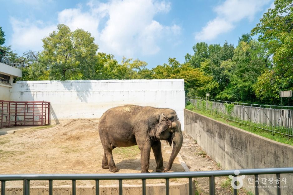 대구_대구 달성공원 (4)