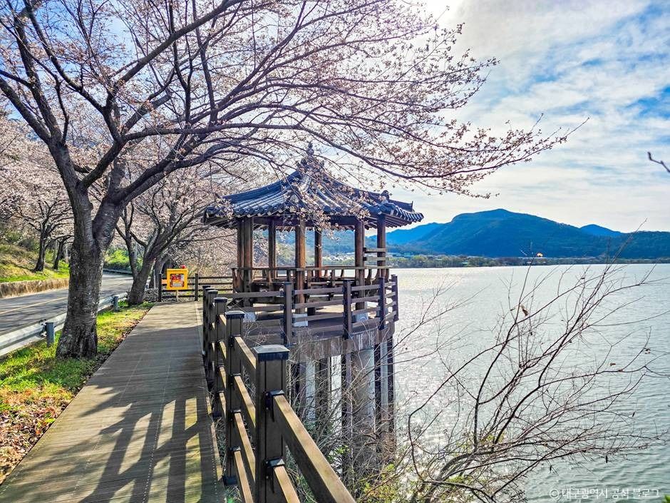 대구_달창지 벚꽃길 (8)