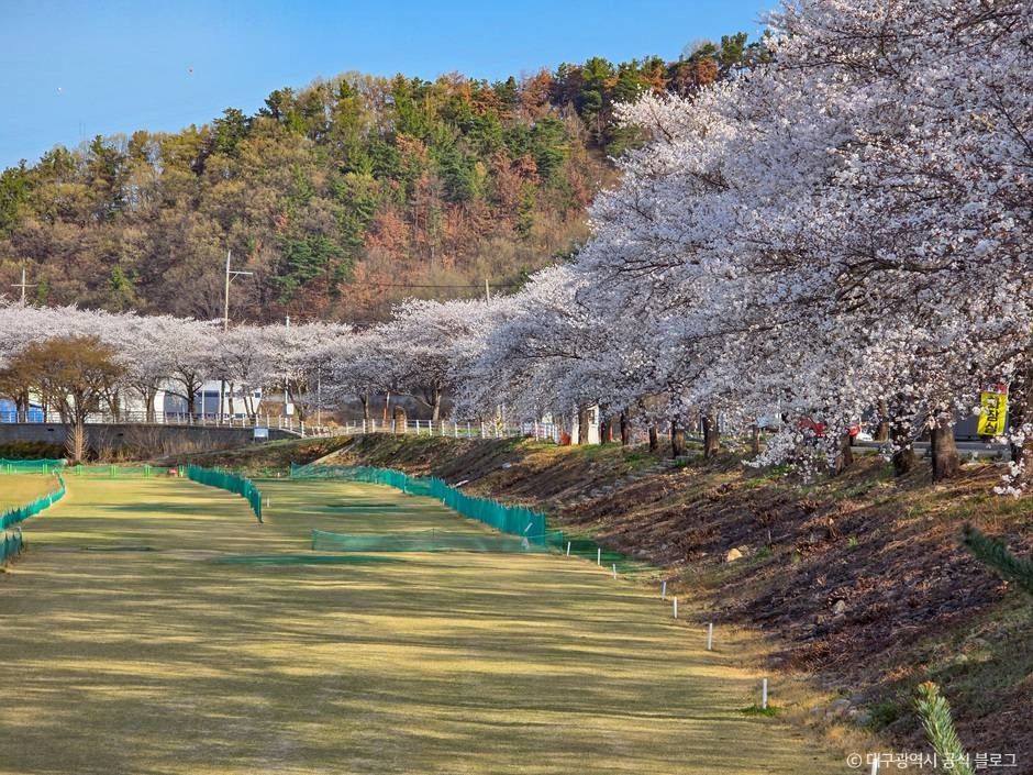대구_달창지 벚꽃길 (1)