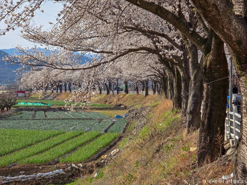 달창지 벚꽃길