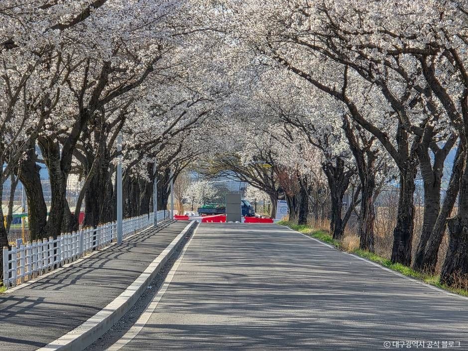 대구_달창지 벚꽃길 (3)