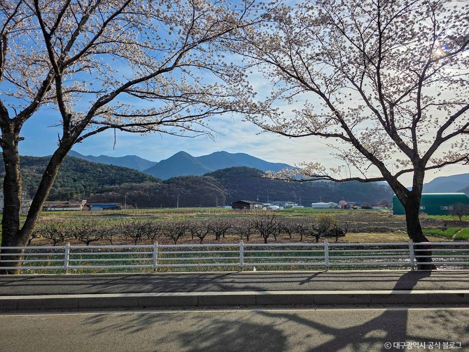 대구_달창지 벚꽃길 (4)