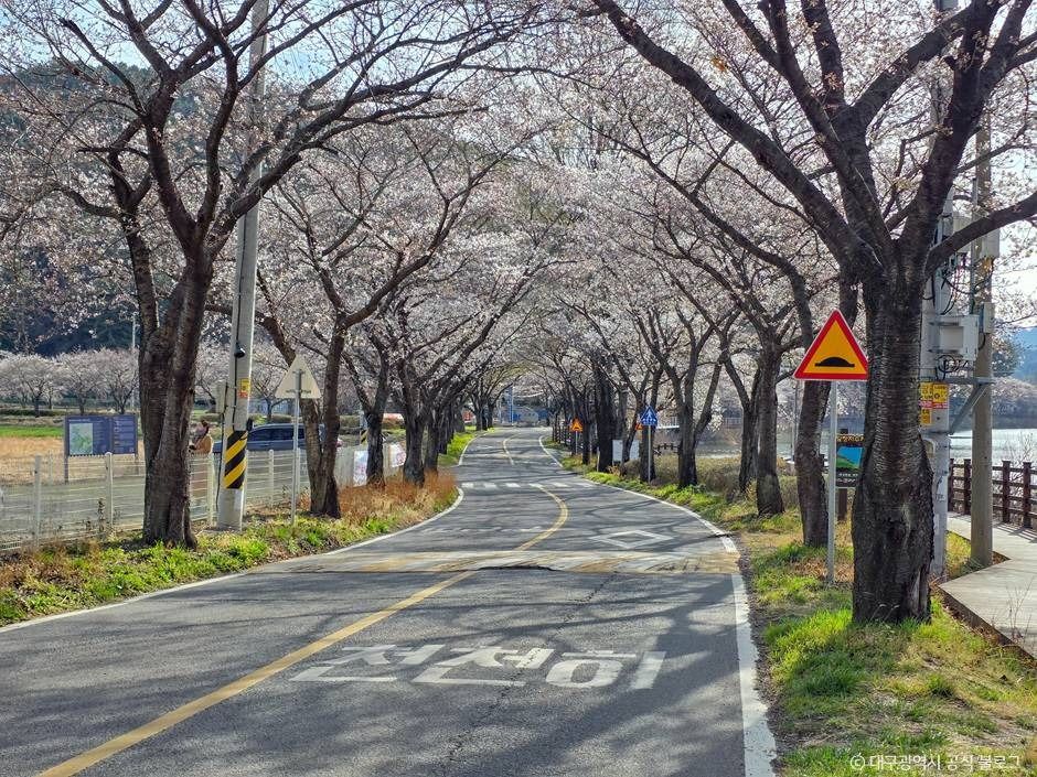 대구_달창지 벚꽃길 (5)
