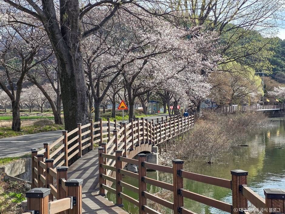 대구_달창지 벚꽃길 (7)
