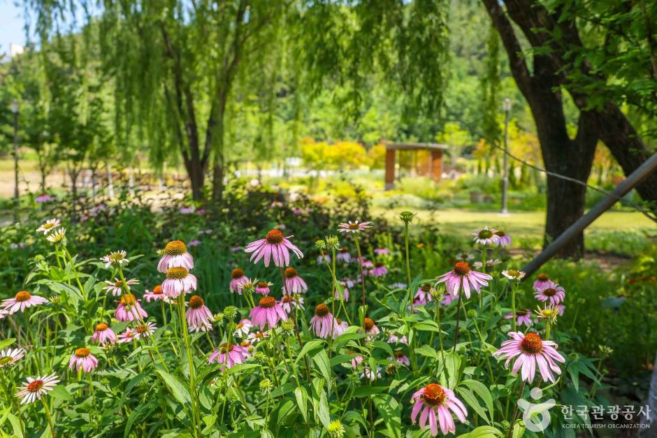 대구대표도시숲 (5)