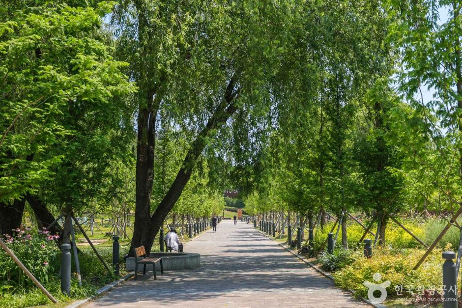 대구대표도시숲 (6)