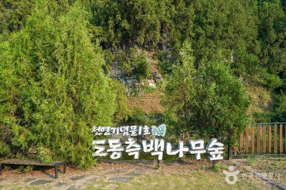 대구_대구 도동 측백나무 숲 (1)