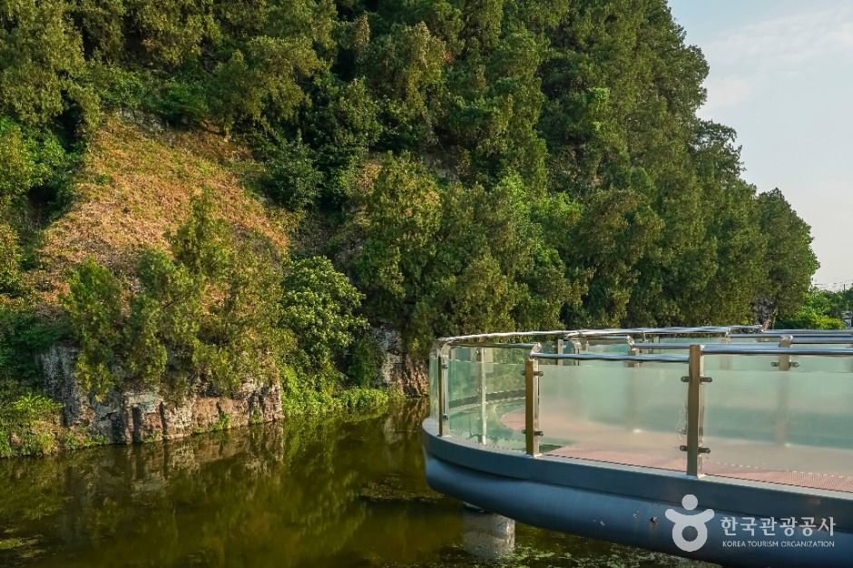 대구_대구 도동 측백나무 숲 (2)