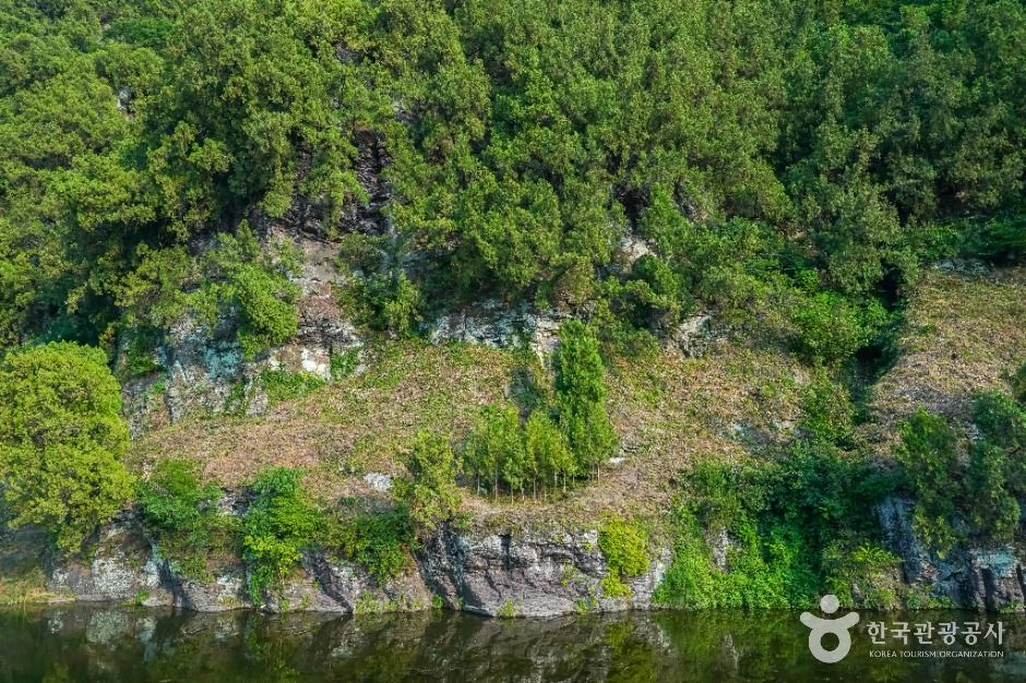 대구_대구 도동 측백나무 숲 (3)