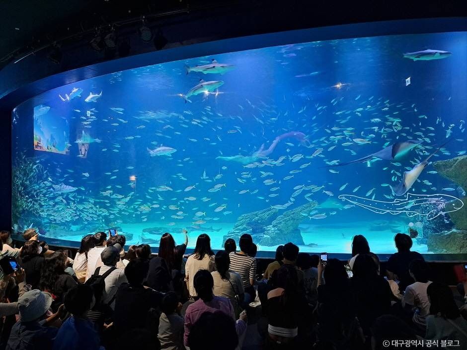 대구_대구 아쿠아리움 (2)
