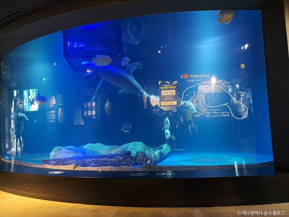 대구_대구 아쿠아리움 (3)