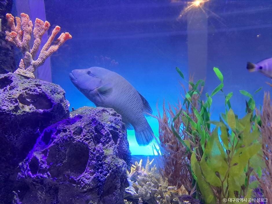 대구_대구 아쿠아리움 (6)