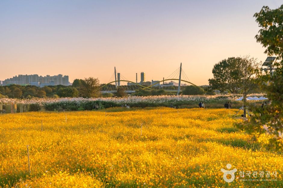대구_대구_하중도(금호꽃섬) (3)