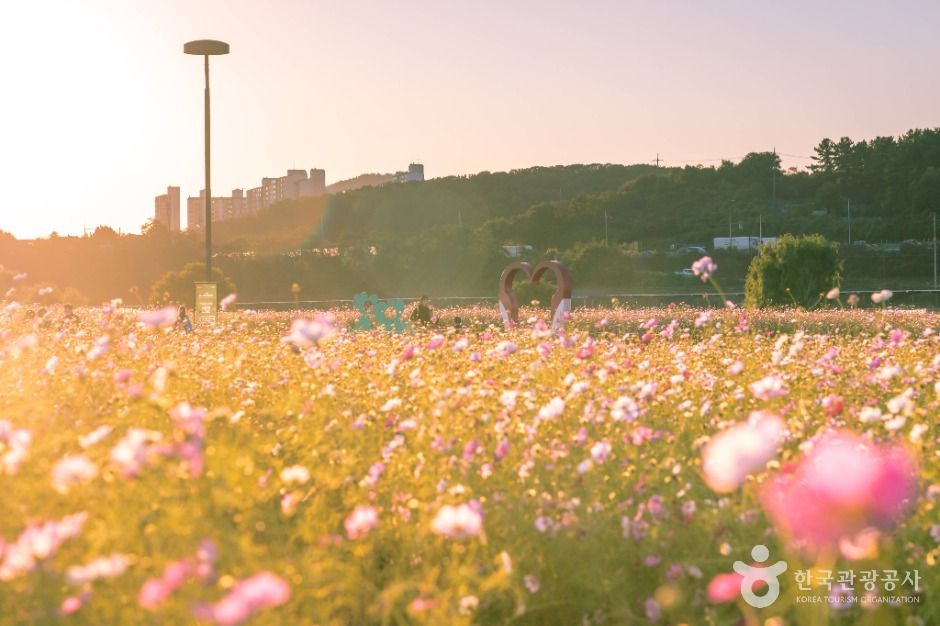 대구_대구_하중도(금호꽃섬) (4)