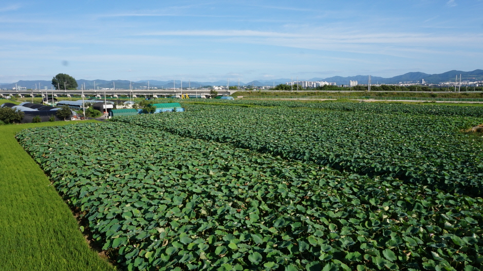 점새늪연꽃생태공원