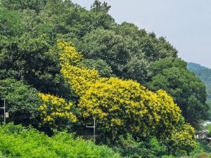 내곡 모감주나무군락