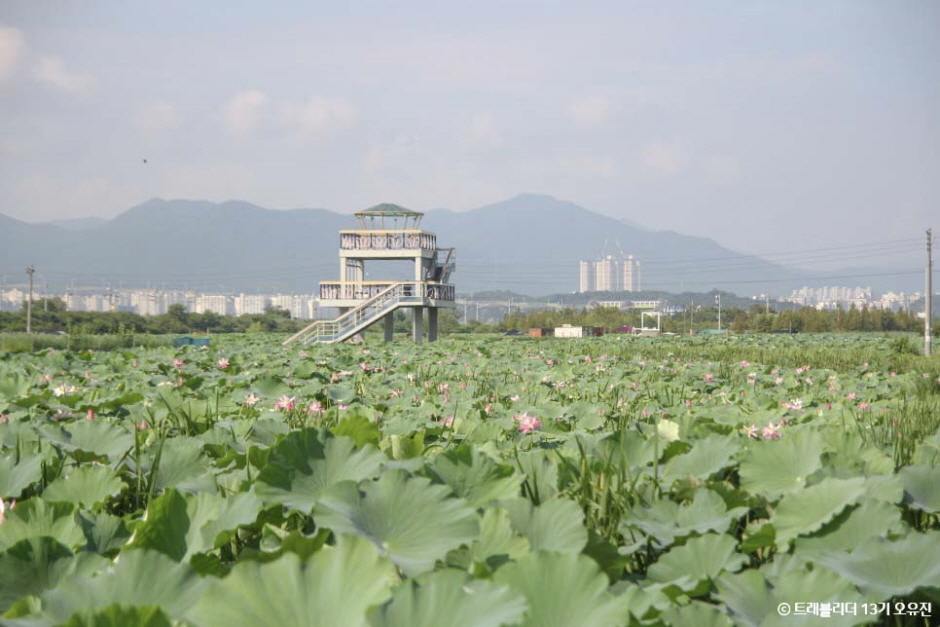 대구_동구_반야월연꽃단지_풍경3