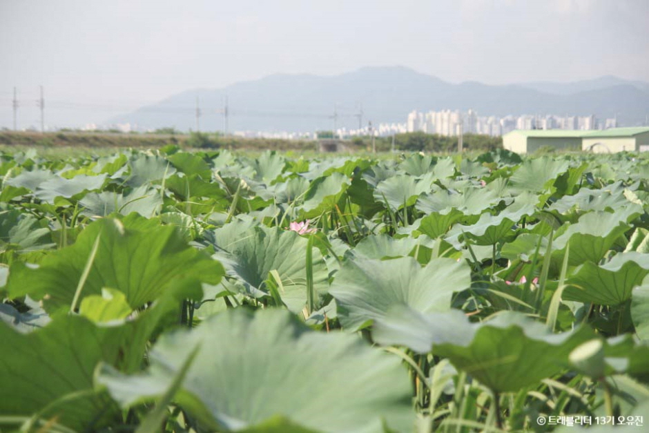 대구_동구_반야월연꽃단지_풍경4