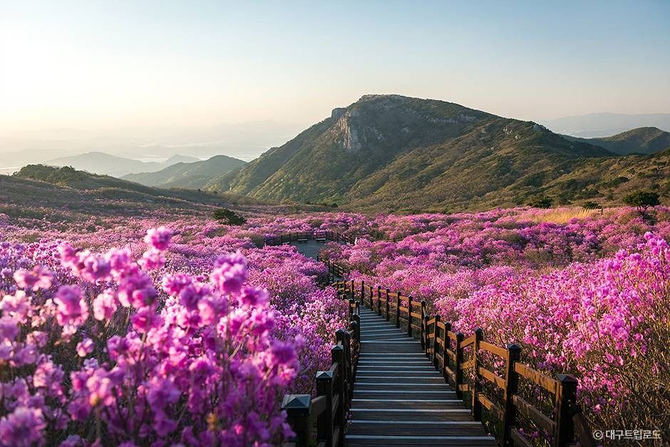 대구_비슬산 군립공원 (1)