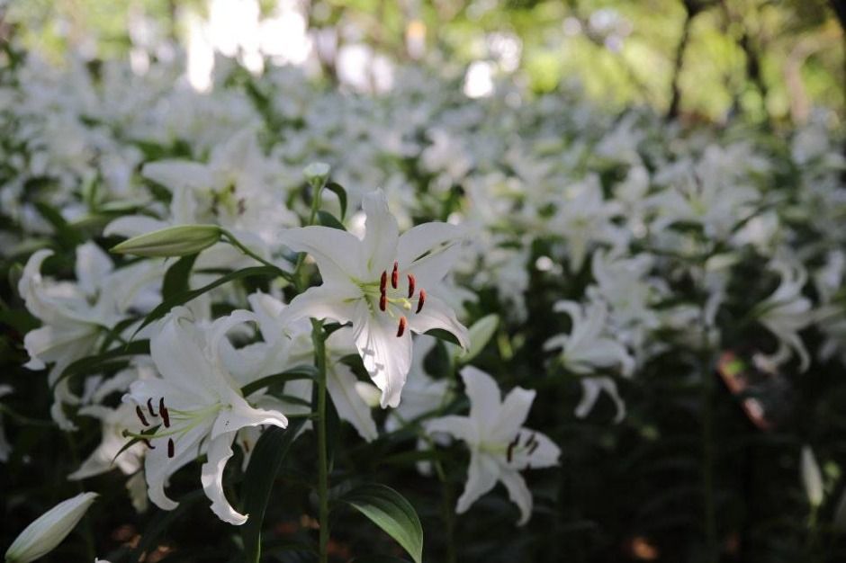 그린웨이 백합원_ⓒ 대구광역시 서구청