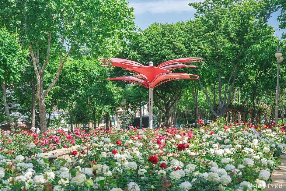 장미 실시간 개화 상황, 만개! 대구·대구 근교 장미 명소 총정리_그린웨이 장미원 (1)