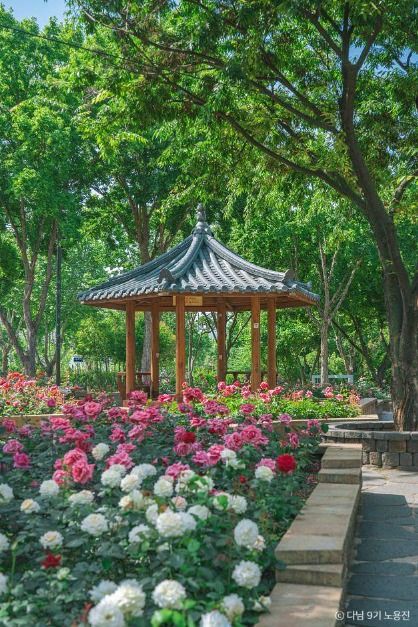 장미 실시간 개화 상황, 만개! 대구·대구 근교 장미 명소 총정리_그린웨이 장미원 (2)