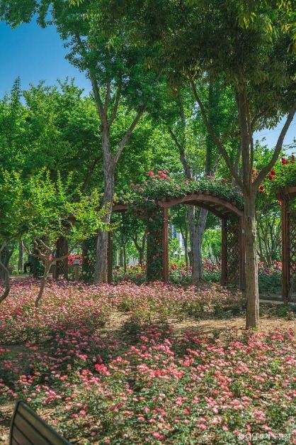 장미 실시간 개화 상황, 만개! 대구·대구 근교 장미 명소 총정리_그린웨이 장미원 (3)