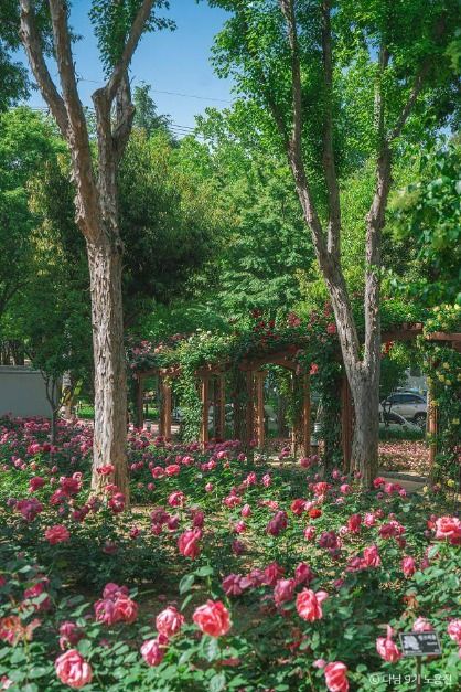 장미 실시간 개화 상황, 만개! 대구·대구 근교 장미 명소 총정리_그린웨이 장미원 (4)