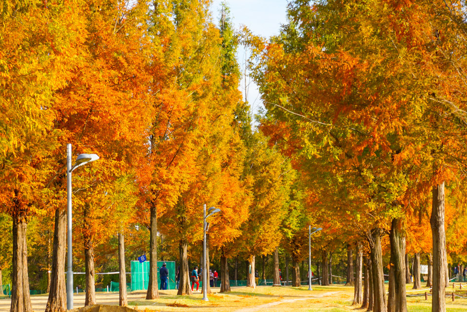 수성패밀리파크_가을풍경