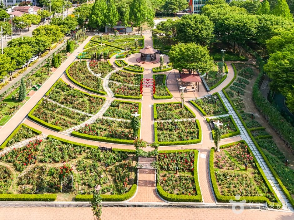 대구_이곡장미공원 (2)