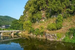 대구 도동 측백나무 숲